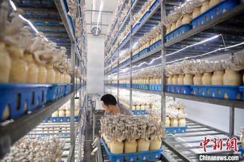 戈壁灘上綻放的“菇”事 甘肅張掖小菌菇成就大產(chǎn)業(yè)的綠色奇跡